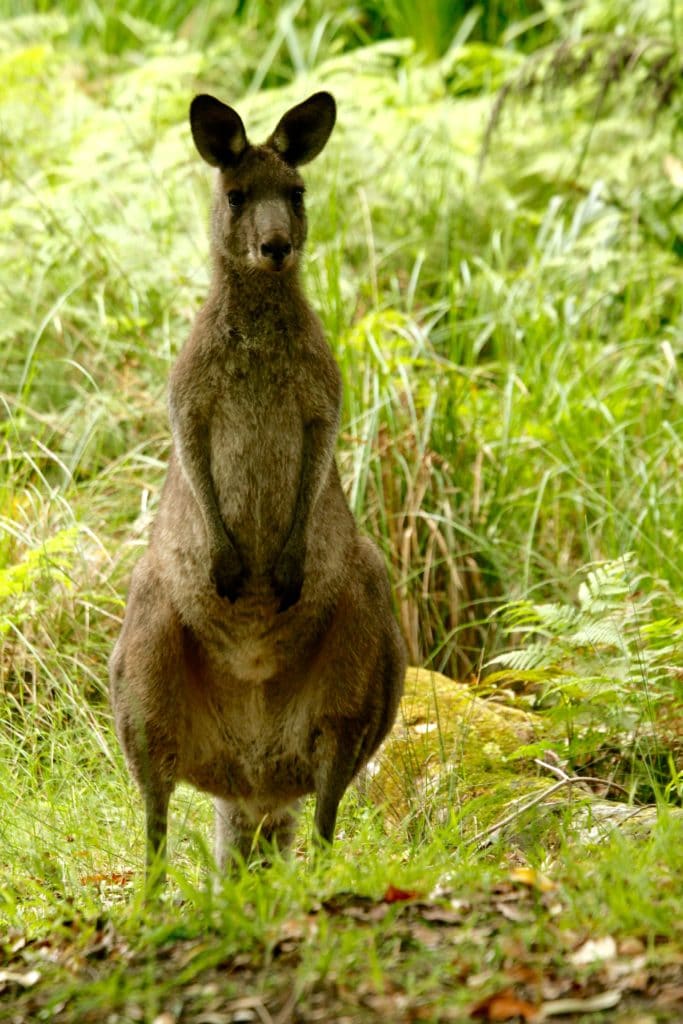 brown kangaroo on green grass during daytime